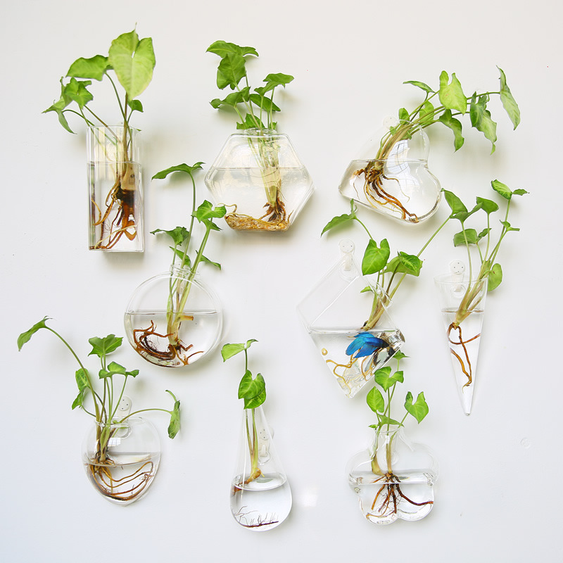 Self Watering Planter - Duvara Asılan Cam Teraryum - Ev