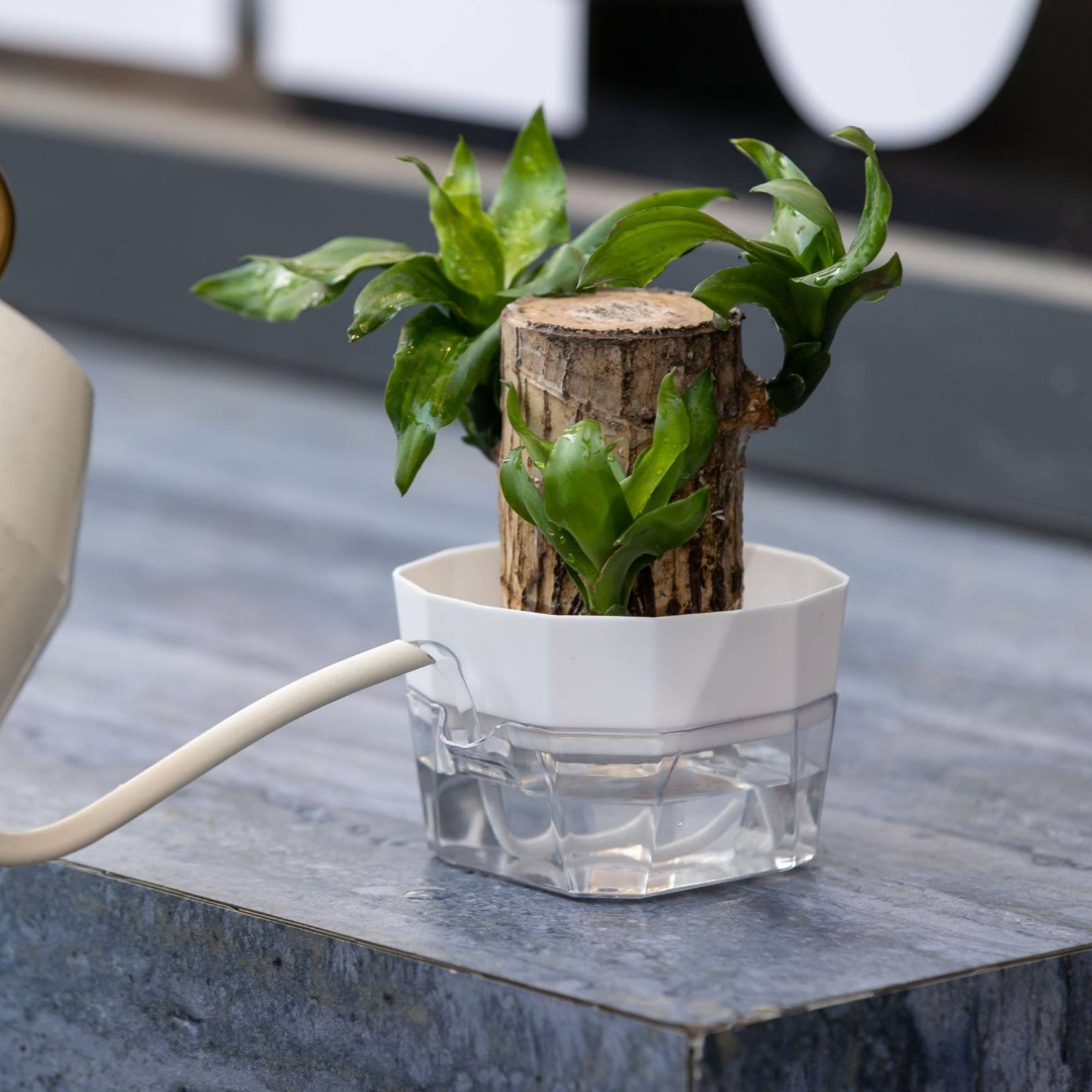 Hidroponik Ampul Vazo 2 Katman - Automatic Watering incelemesi ve fiyatı